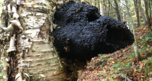 Det finns inga stora vetenskapliga studier på chaga.