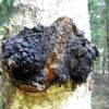 Chaga-te