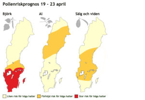 björkpollen