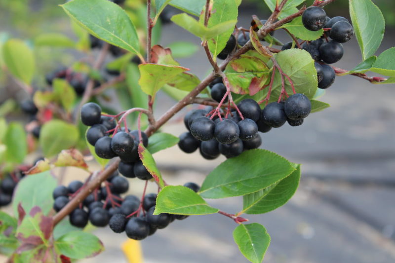 Aroniajuice är rikt på vitaminer och antioxidanter som stärker vårt immunförsvar.