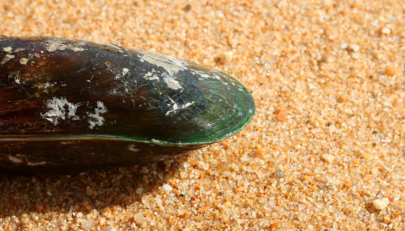 Det är tveksamt om Glyc grönläppad mussla kommer hjälpa din artros.